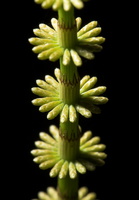 Equisetum pratense · ožkabarzdis asiūklis
