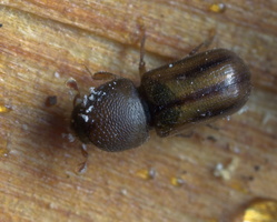 Trypodendron sp. · kinivarpa
