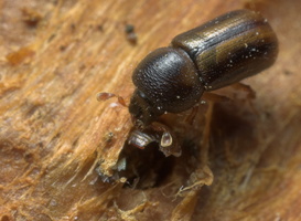 Trypodendron sp. · kinivarpa