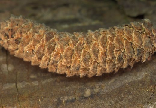 Corylus avellana catkin · paprastasis lazdynas, žirginys