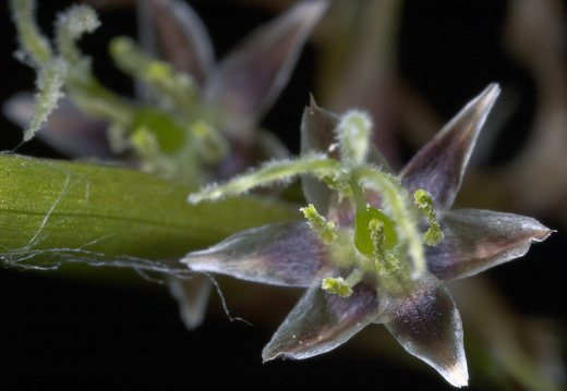 Juncaceae · vikšriniai