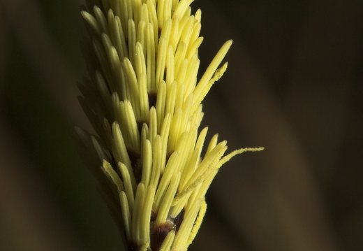 Carex ericetorum · šilinė viksva