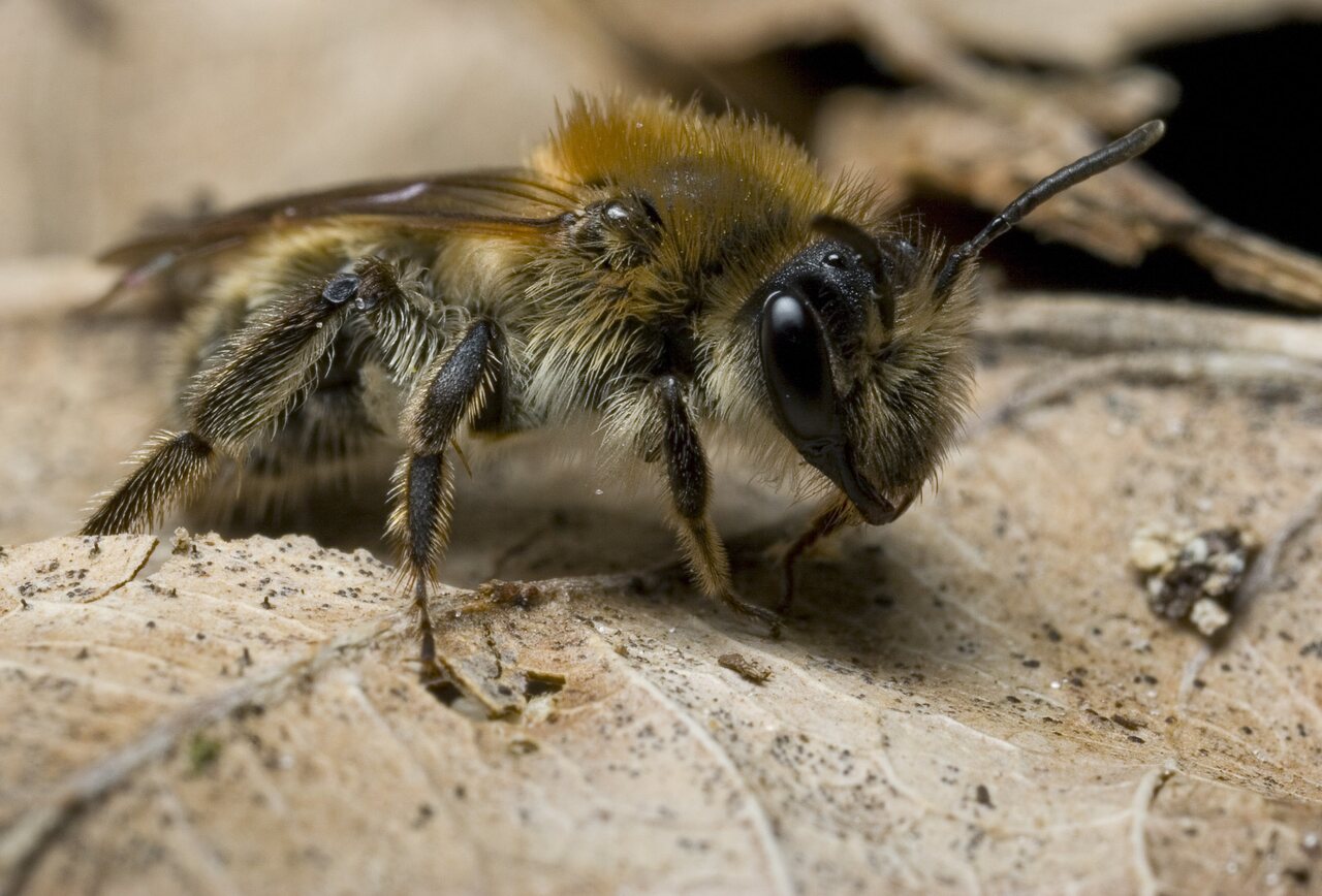 Apidae-9204.jpg