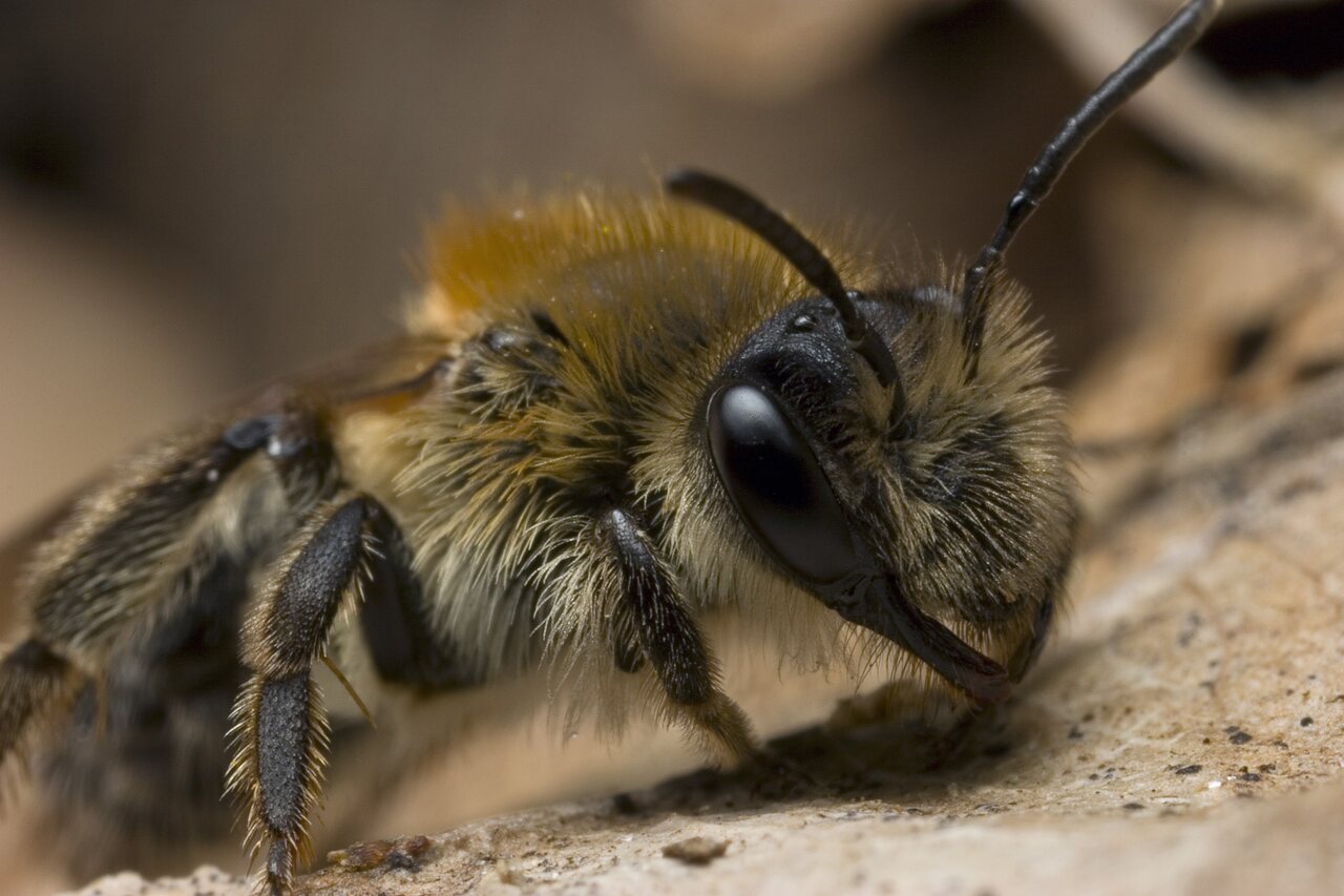 Apidae-9208.jpg