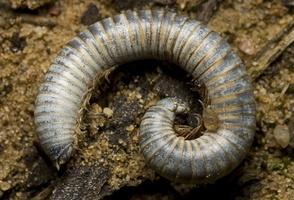 Diplopoda · dviporiakojis