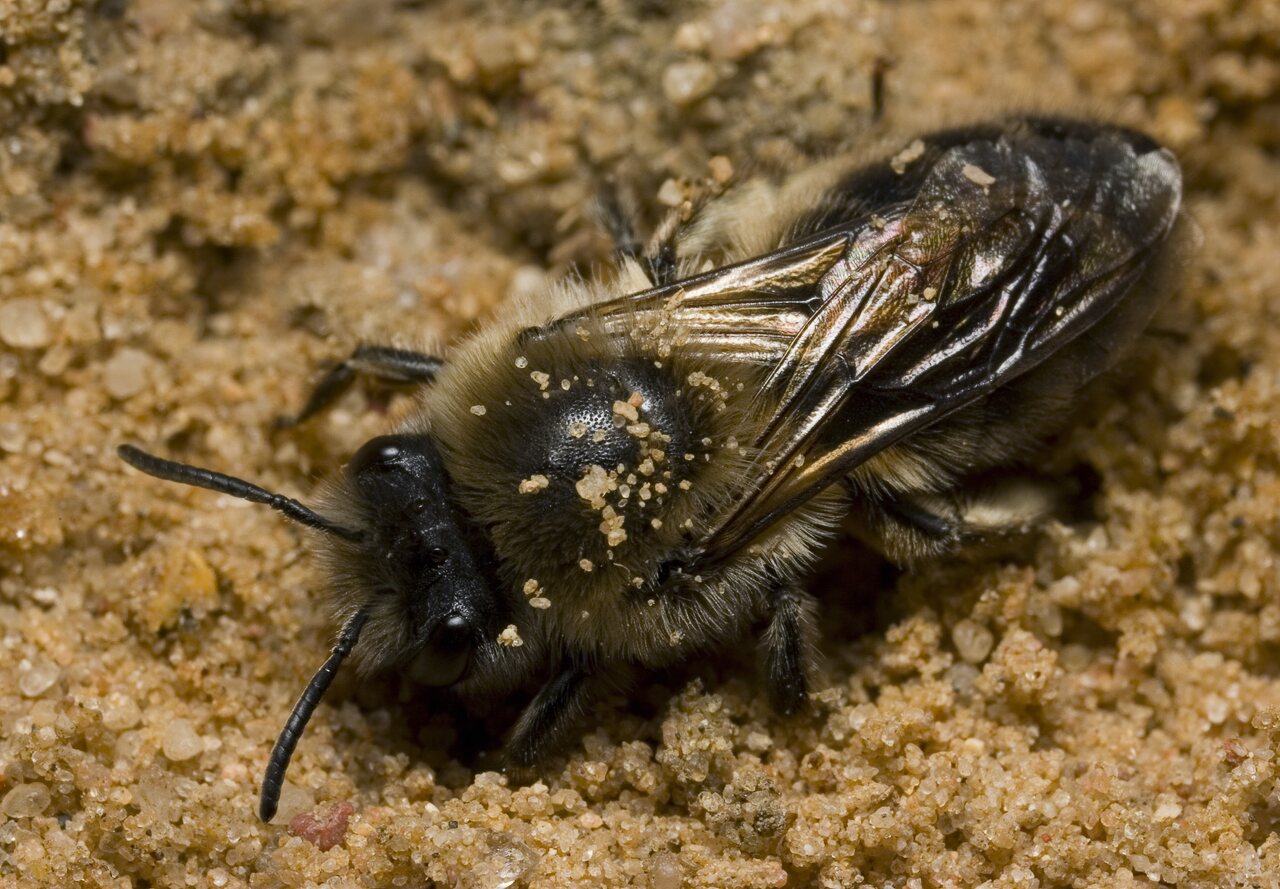 Apidae-9323.jpg