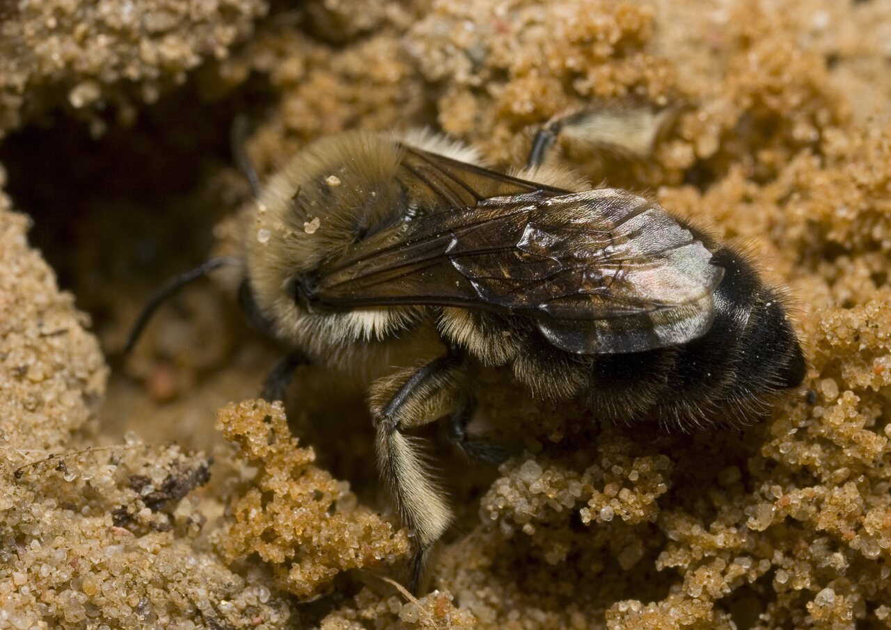 Apidae-9332.jpg