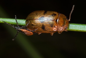 Gonioctena quinquepunctata · penkiataškis  dygblauzdis