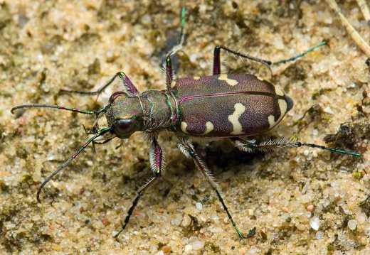 Cicindela hybrida · baltalūpis šoklys