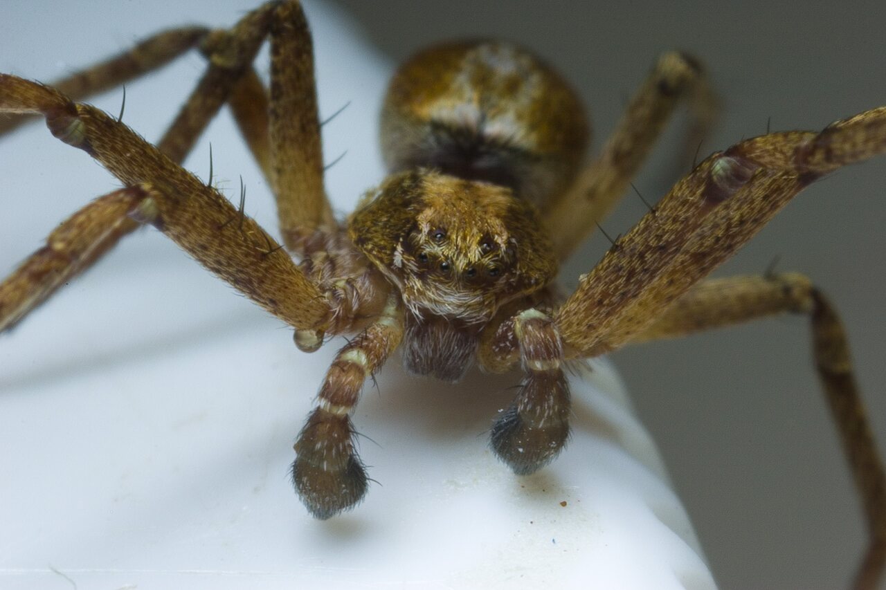 Philodromus cespitum · storakraštis vikrūnas