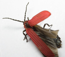 Dictyoptera aurora · aušrinis žiedvabalis