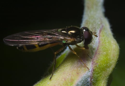 Syrphidae · žiedmusė