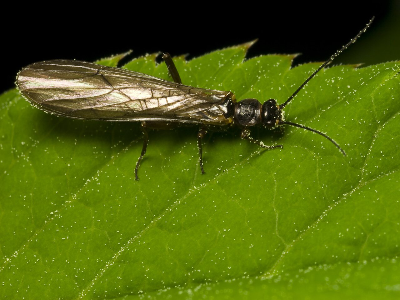 Plecoptera-9961.jpg