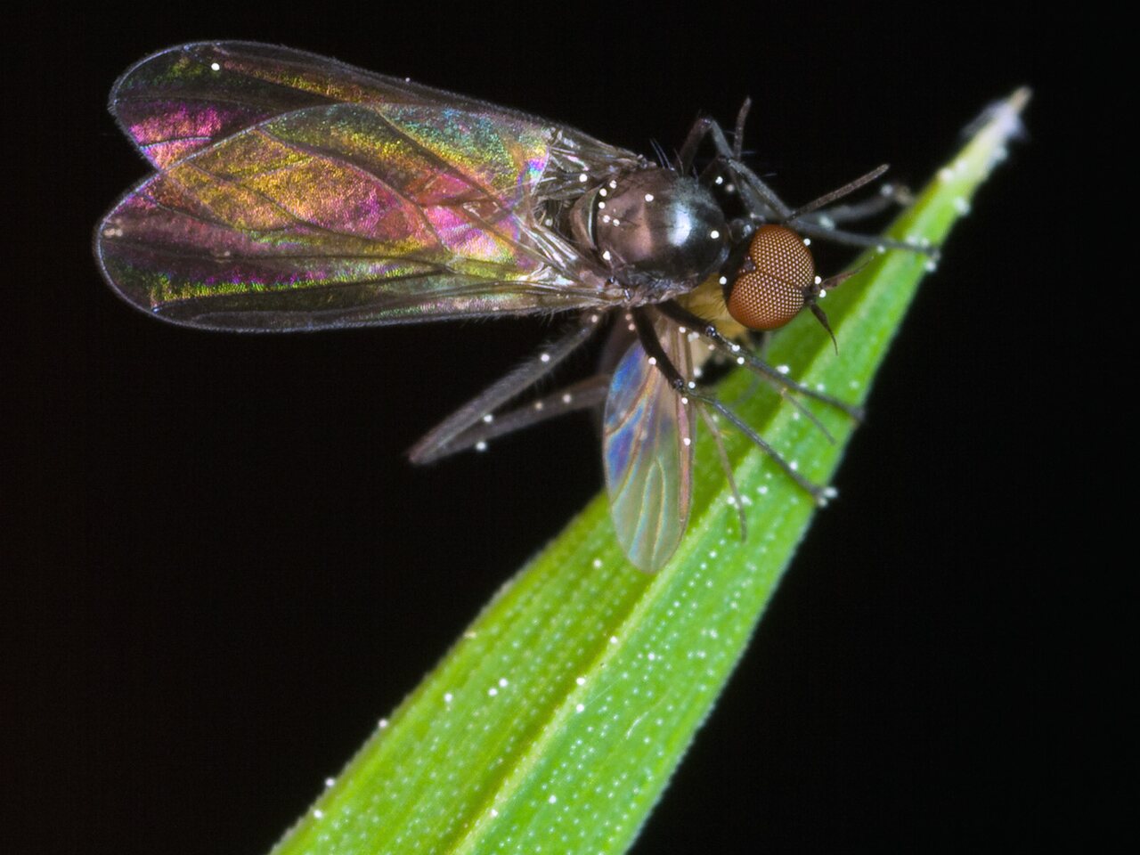 Diptera-9981.jpg