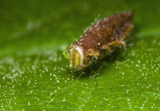 Psychidae larva · maišuočio lerva