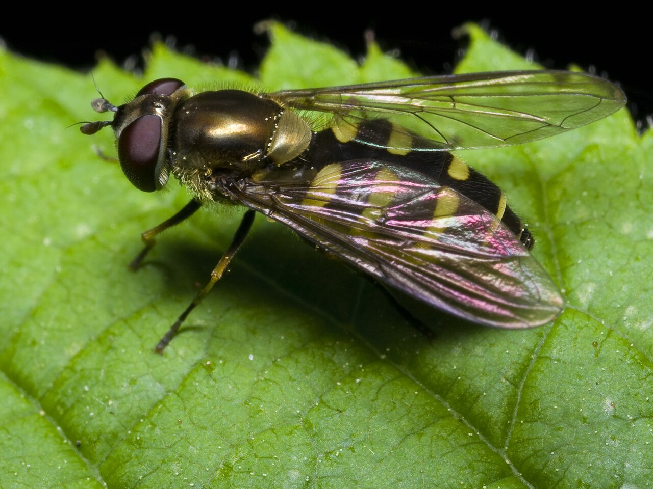 Melangyna lasiophthalma female · žiedmusė