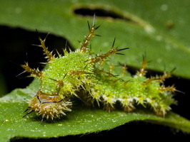 Limenitis camilla caterpillar · mažasis juodmargis, vikšras