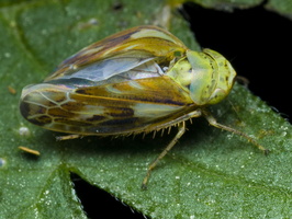 Pithyotettix abietinus · cikadėlė