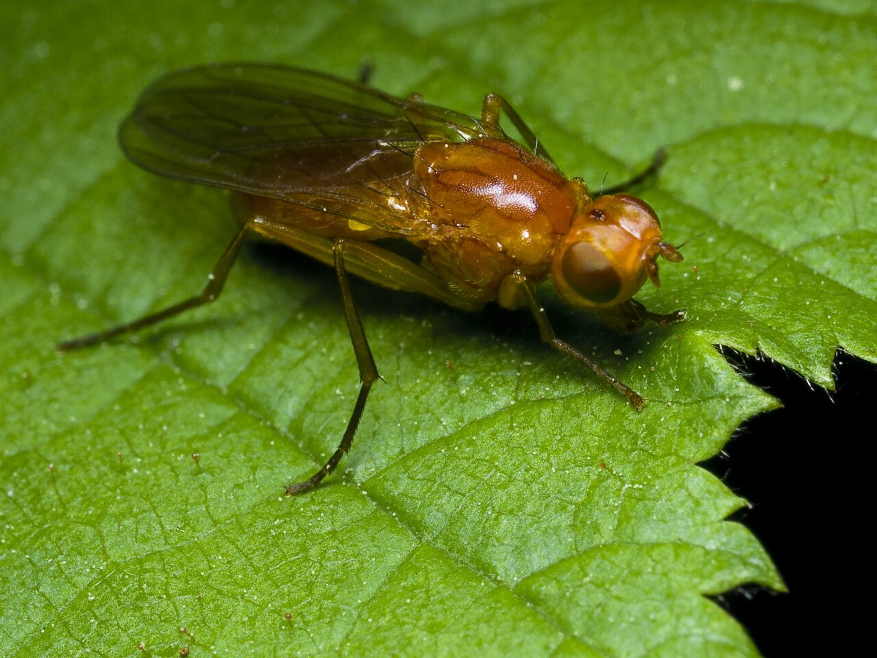 Diptera-0127.jpg