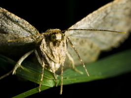 Lepidoptera · drugys