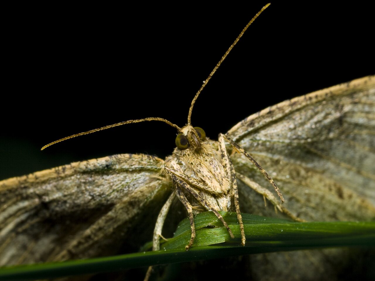 Lepidoptera-0141.jpg