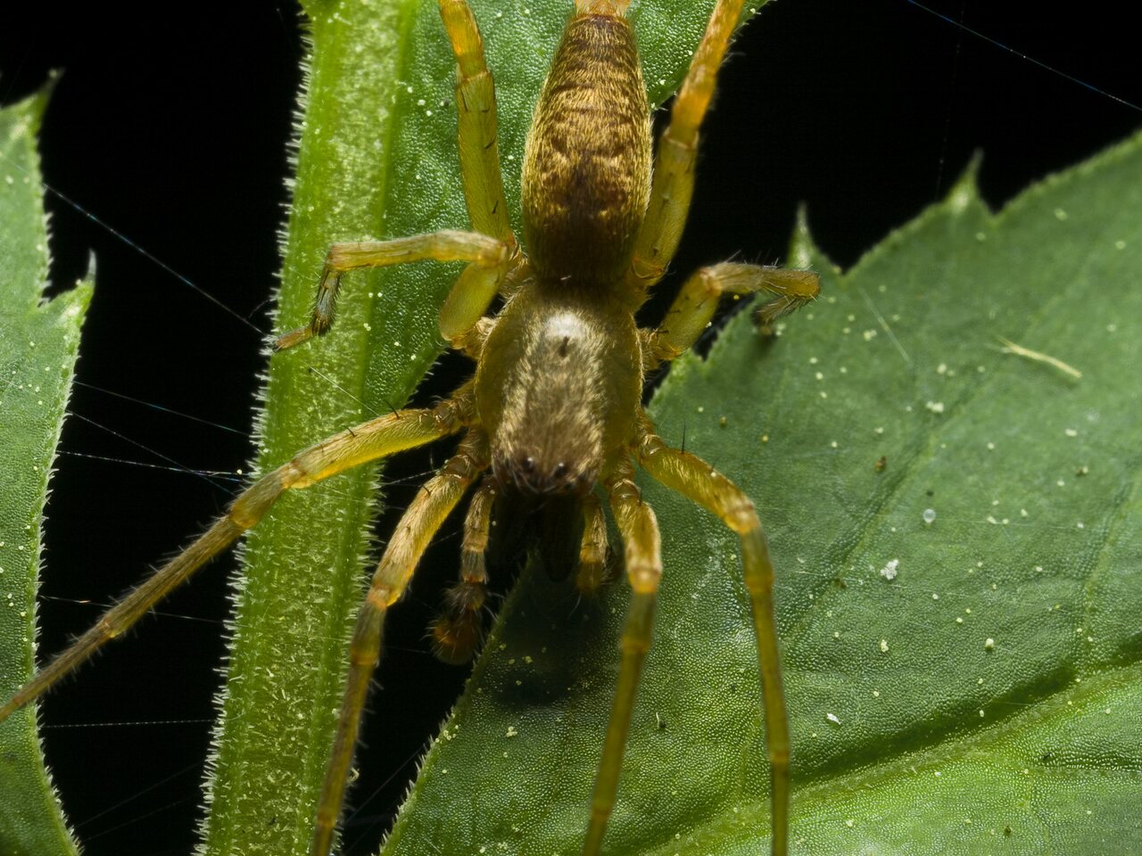 Clubionidae · maišiavoris