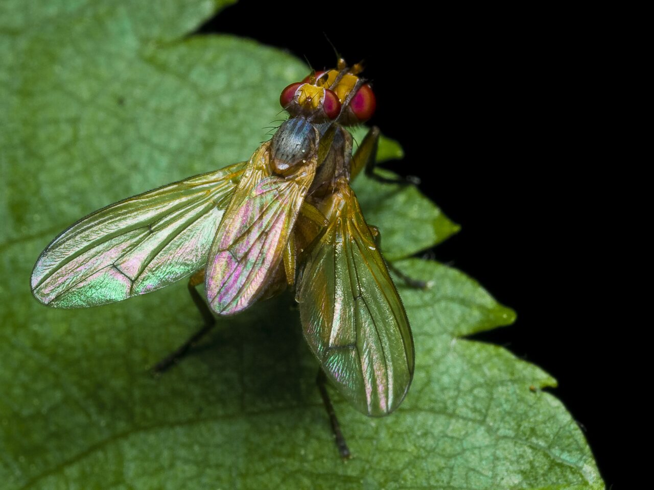Diptera-0164.jpg