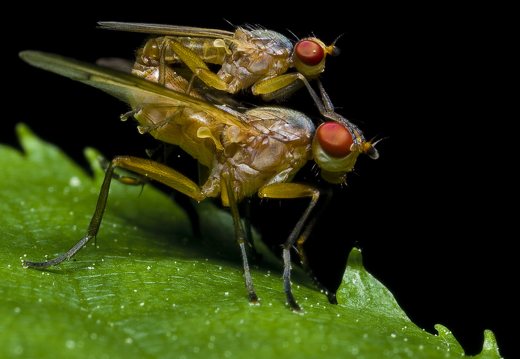 Diptera copula