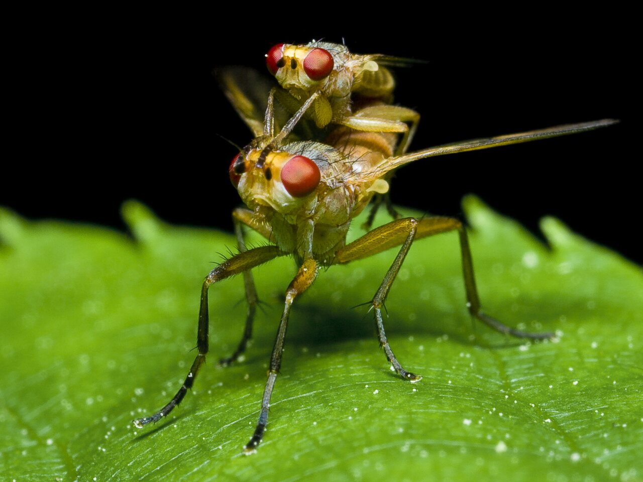 Diptera-0170.jpg