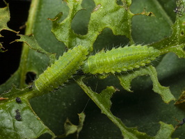 Gonioctena quinquepunctata larva · penkiataškis dygblauzdis, lerva