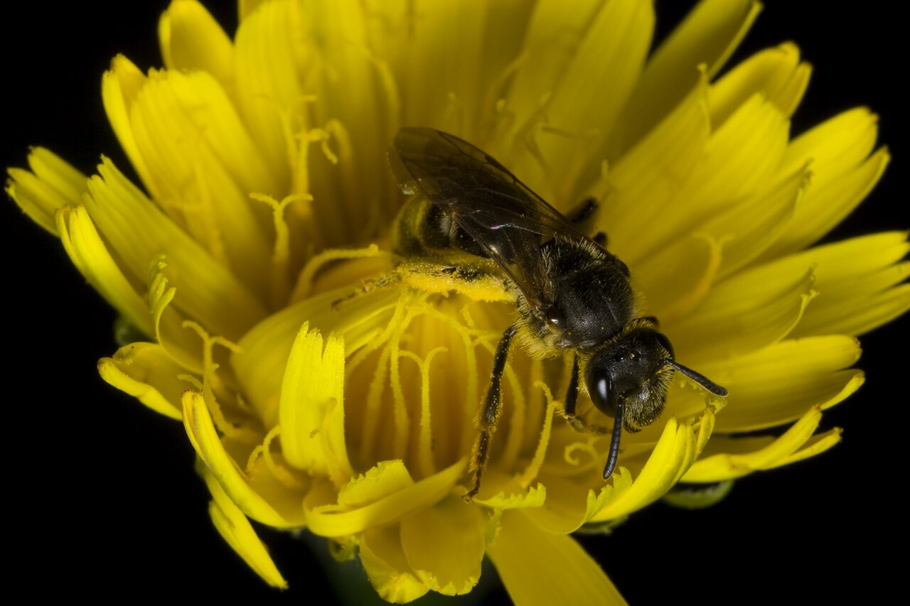 Apidae-0417.jpg