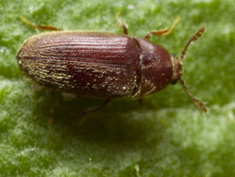 Throscidae · blusvabaliai