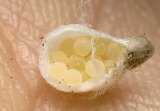 Agroeca sp. egg sac