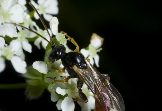 Hymenoptera · plėviasparnis
