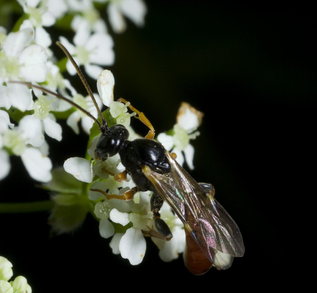 Hymenoptera-0534.jpg
