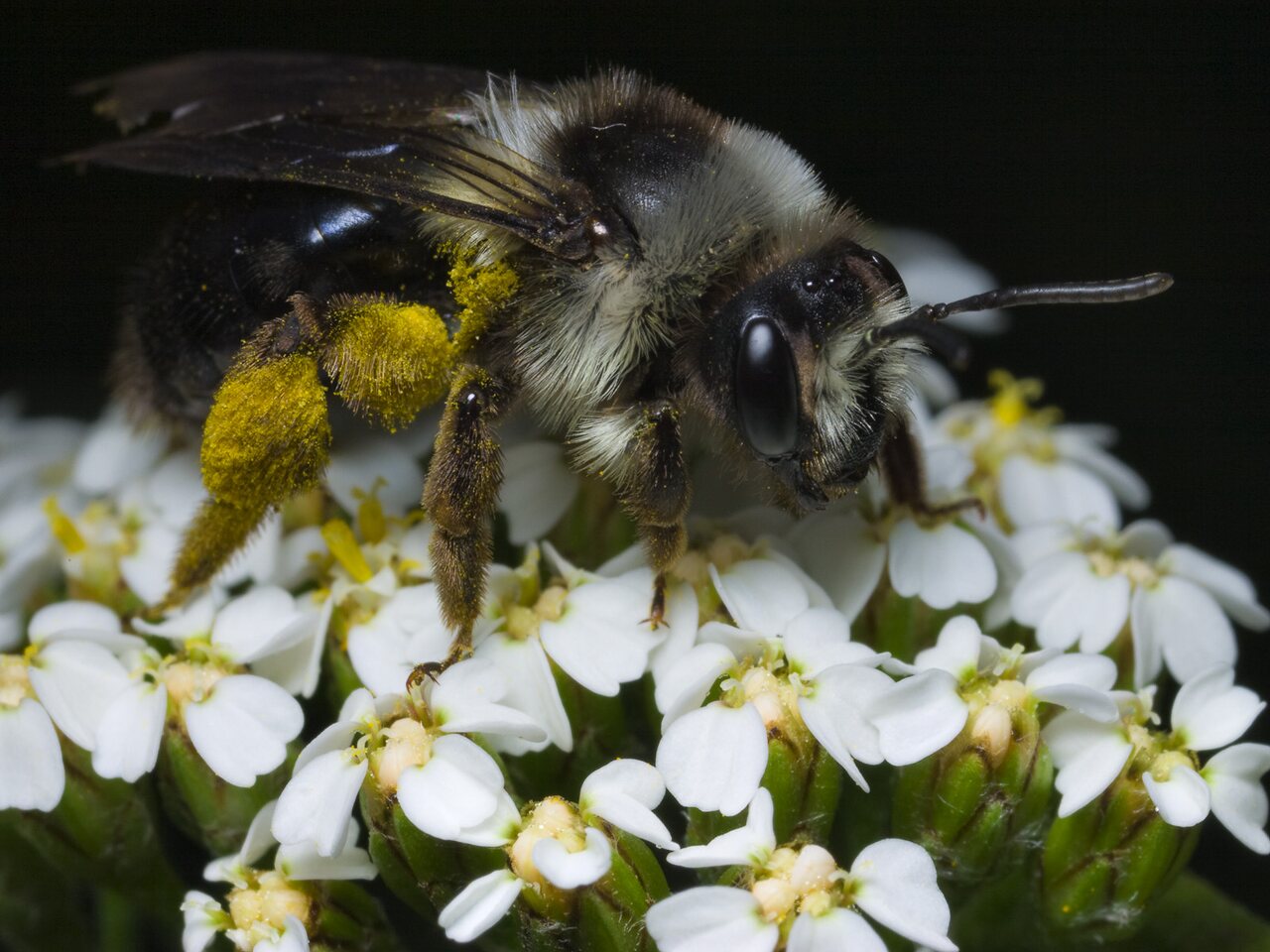 Apidae-0573.jpg