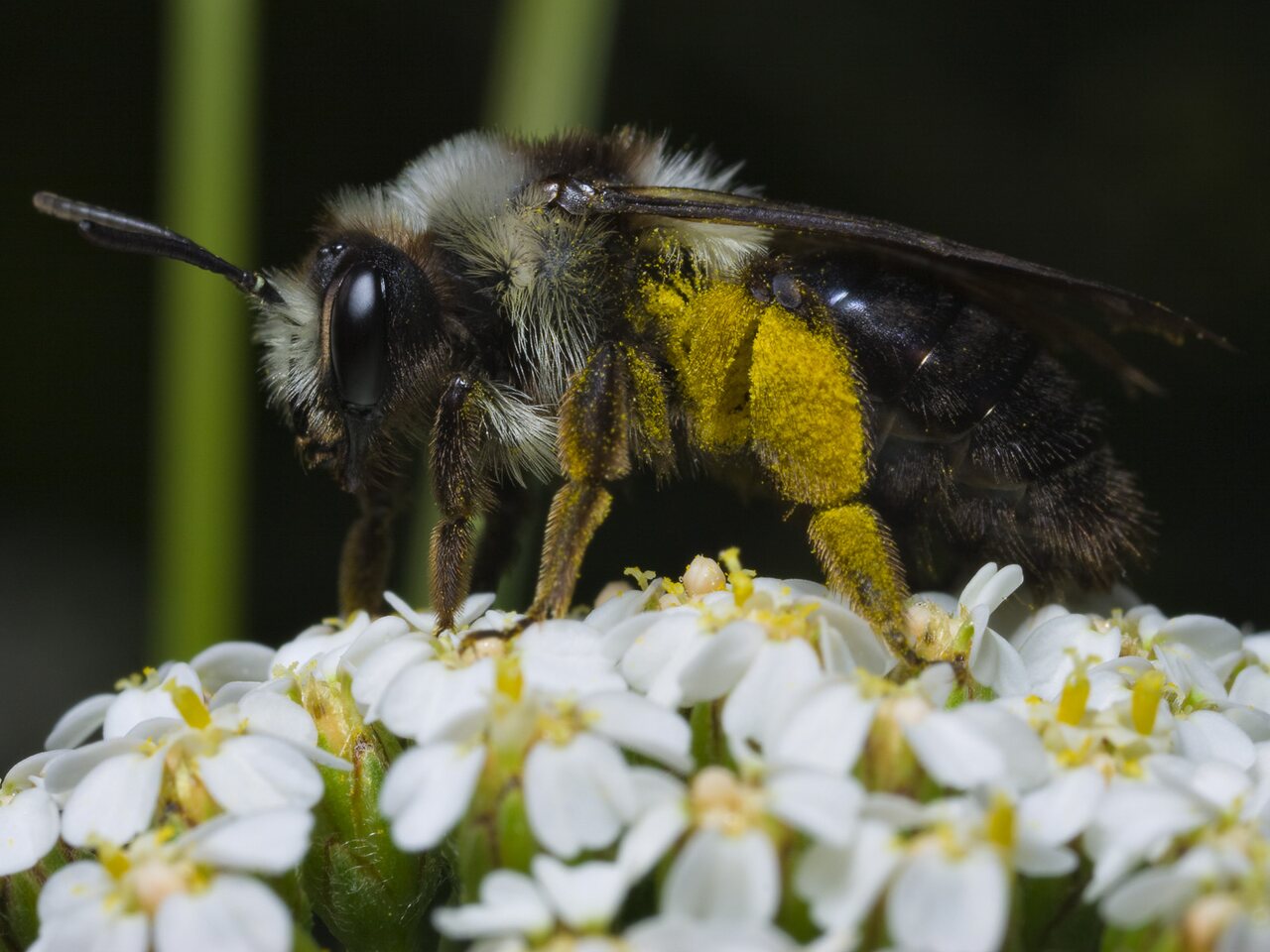 Apidae-0576.jpg