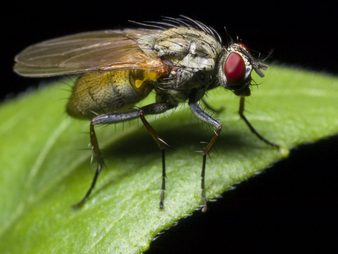 Diptera-0631.jpg