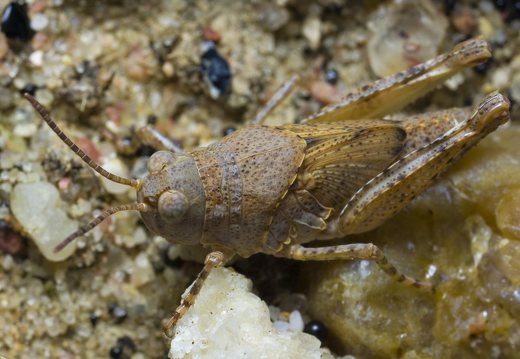 Oedipoda caerulescens, nymph · mėlynsparnis tarkšlys, nimfa