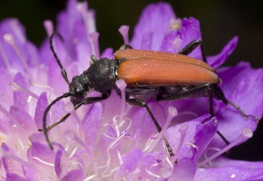 Anastrangalia sanguinolenta female  · purpurinis žieduolis ♀