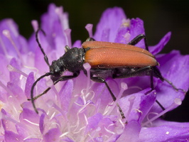 Anastrangalia sanguinolenta female  · purpurinis žieduolis ♀