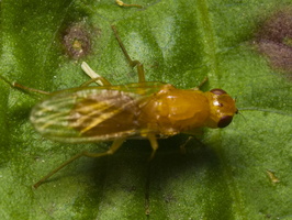 Psilidae · šakniamusės