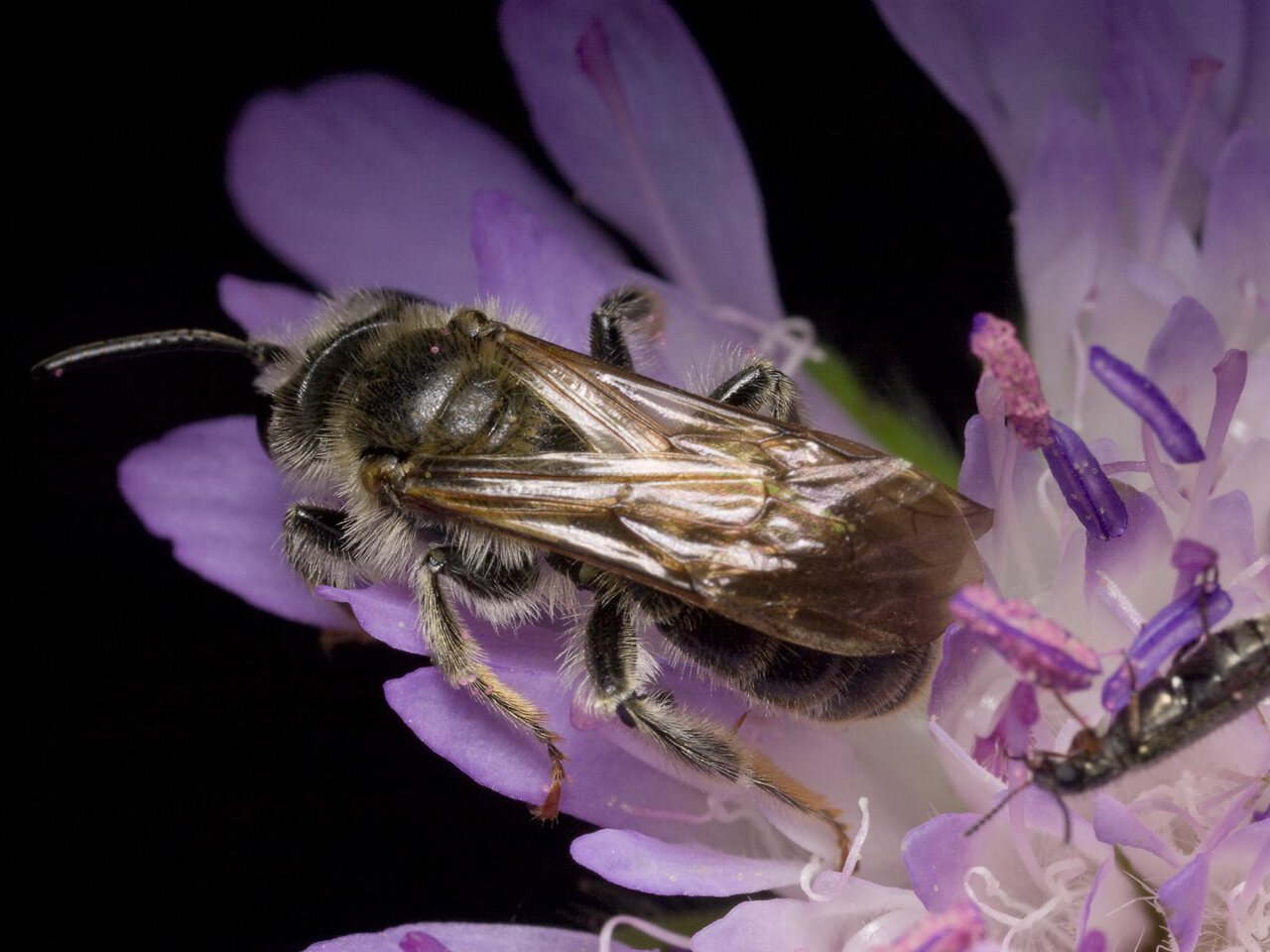 Apidae-1031.jpg