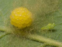 Araniella cucurbitina, eggs · raudondėmis voriukas, kiaušinėliai