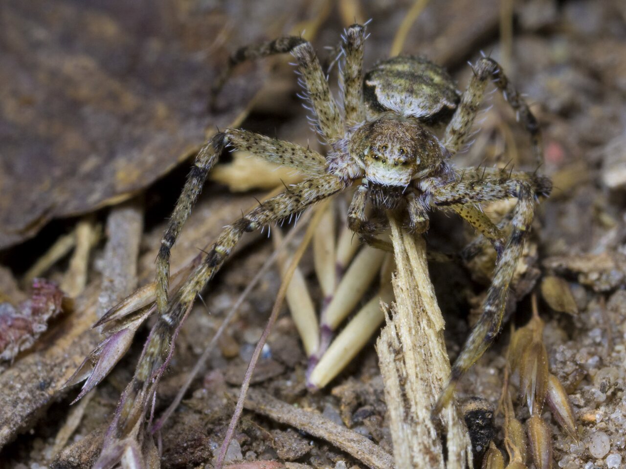 Philodromus margaritatus · kamieninis vikrūnas