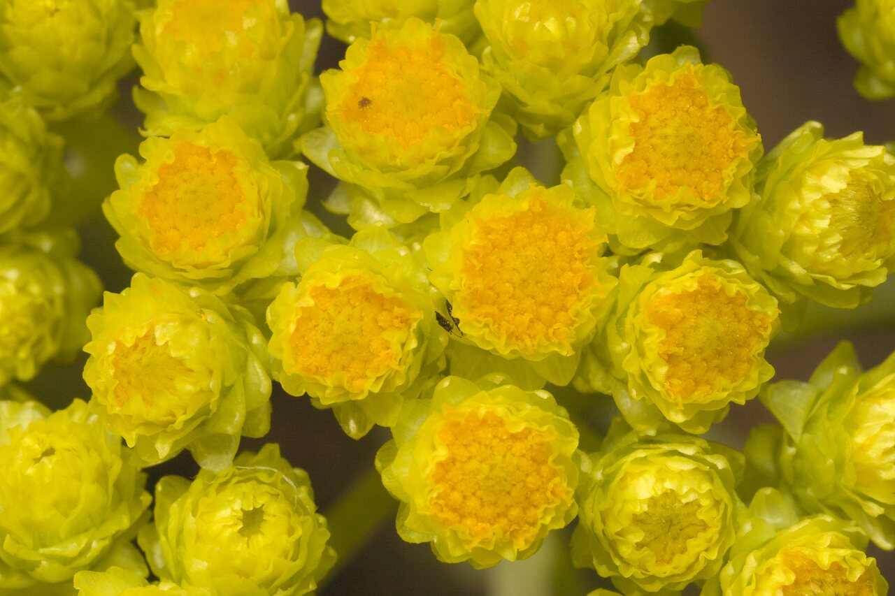 Helichrysum-arenarium-1127.jpg