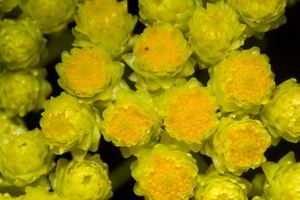 Helichrysum arenarium · smiltyninis šlamutis