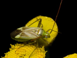 Adelphocoris lineolatus · liucerninė žolblakė