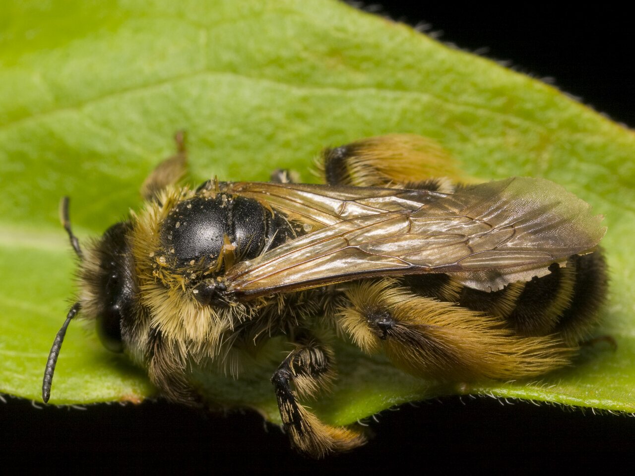 Apidae-1150.jpg