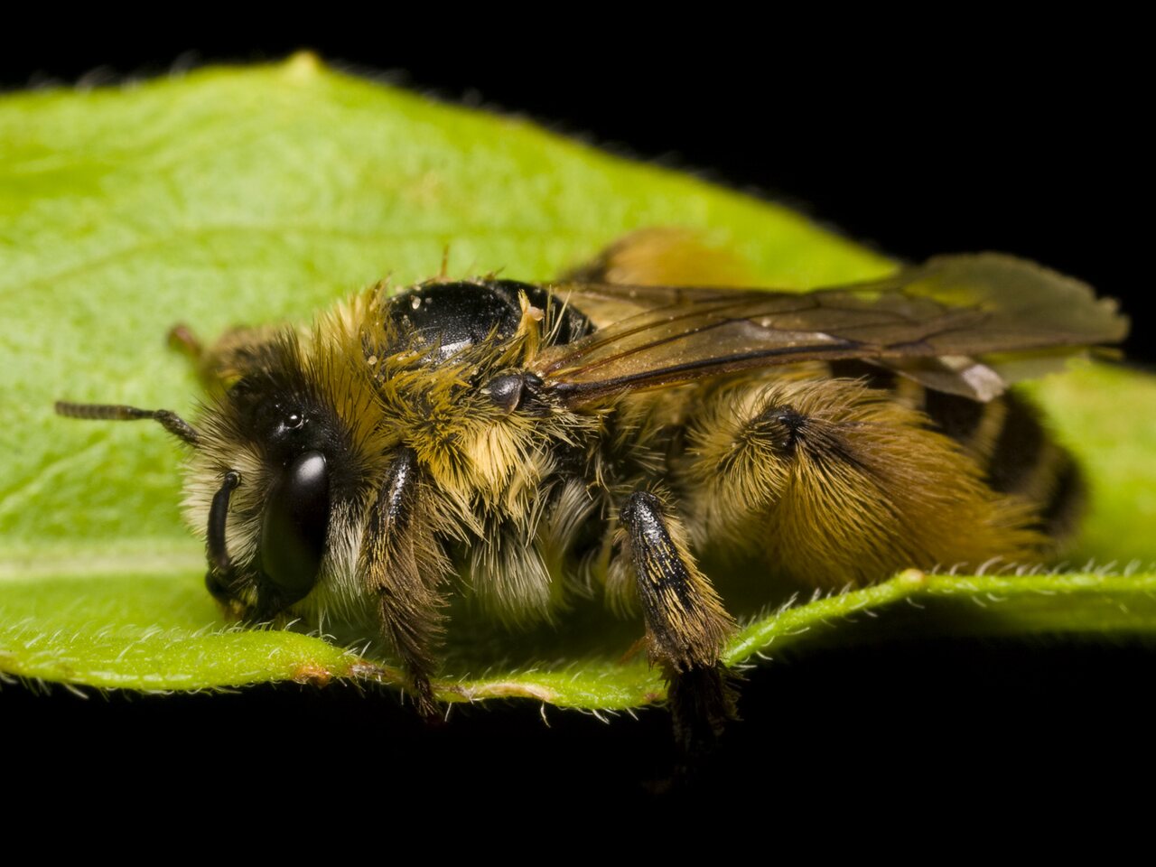 Apidae-1151.jpg